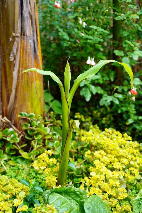 Jungle Stay In A Hidden Paradise Zwijndrecht Dış mekan fotoğraf